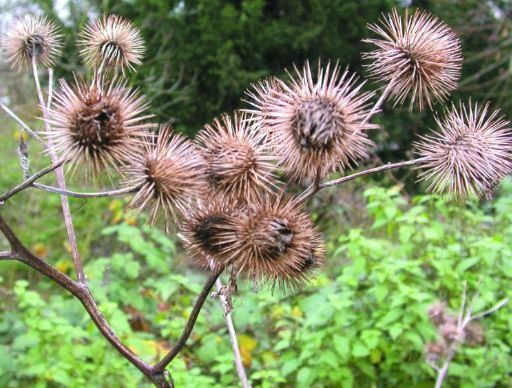 Plant in winter