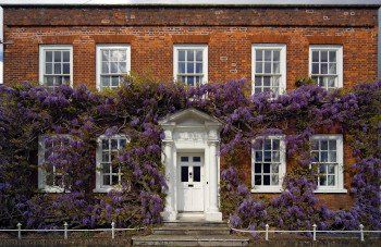 wisteria on a house