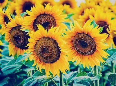 sunflowers