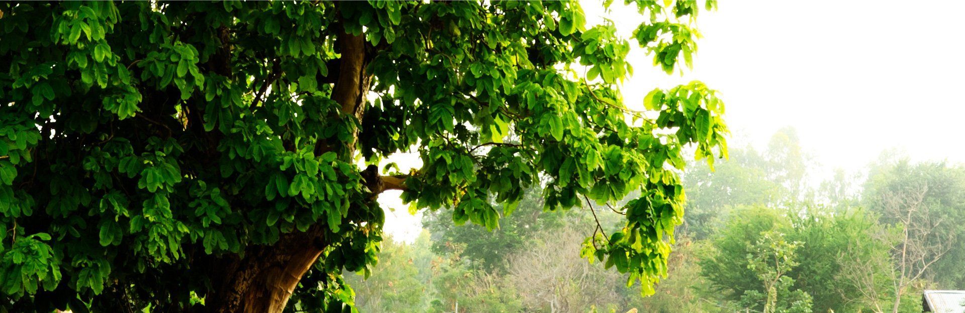 Tree pruning