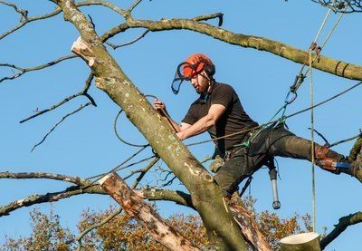 tree surgeon