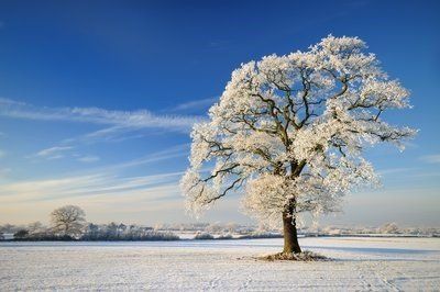 Winter tree