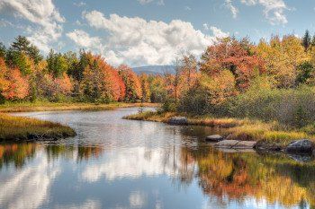 Trees by a river