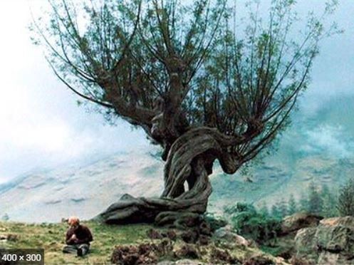 Whomping Willow in Harry Potter