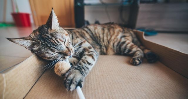 Kitty Holiday Traditions