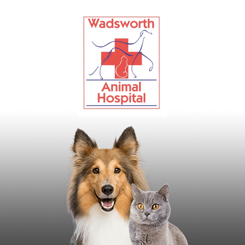 Lakewood Animal Hospital Colorado