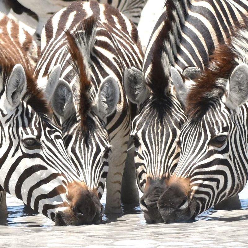 A close-up image of zebras drinking from a waterhole in Botswana’s Nxai Pan National Park captures the essence of the country’s pristine wilderness. Botswana offers unforgettable safari experiences—from the vast Makgadikgadi Salt Pans and rich wildlife of Chobe National Park to the iconic Okavango Delta. Inspiration Africa, a trusted DMC, specializes in tailor-made journeys for FITs and groups, providing expert planning and immersive experiences. Whether tracking big game or exploring remote landscapes, travel with confidence and authenticity. Discover the true spirit of Botswana with Inspiration Africa—your expert partner in unforgettable African adventures.