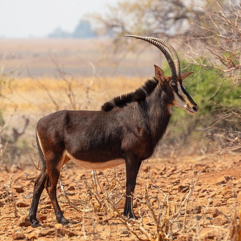 A black antelope with long horns standing in the dirt