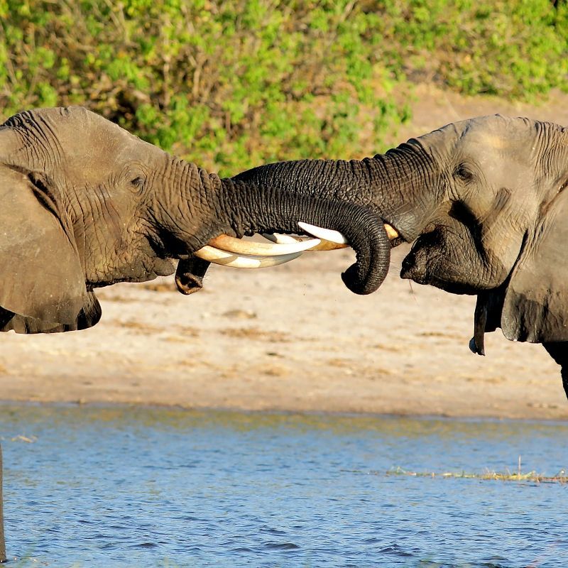 Two elephants are standing next to each other in the water