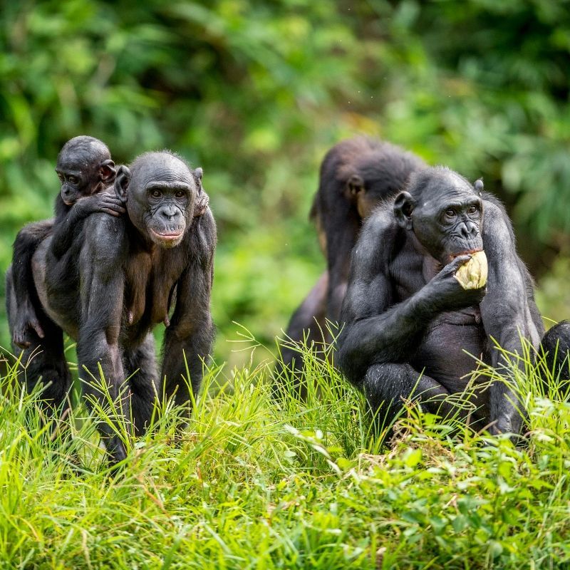 Witness the rare beauty of Congo DRC with Authentique Congo Tours. This touching image of a Bonobo family—babies clinging to their mothers’ backs—reflects the deep connection and wonder found in the forests of **Lola ya Bonobo Sanctuary** and **Salonga National Park**. Explore Africa’s hidden gem, where dense jungles, the mighty **Congo River**, and vibrant local cultures await. Authentique Congo Tours offers expert-guided adventures to track endangered Bonobos, discover Kinshasa’s lively art scene, and journey deep into unspoiled nature. Experience the heart of Africa with Authentique Congo Tours—your trusted guide to the soul of the Congo.