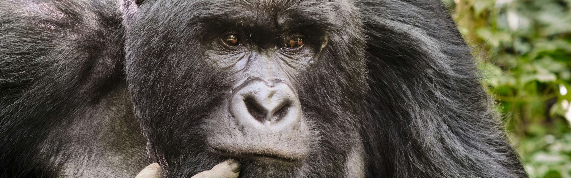 Congo DRC offers raw, untamed adventure with dense rainforests, rare wildlife, and epic landscapes—home to lowland gorillas, the mighty Congo River, and Africa’s most remote national parks.
Travel with Africa DMC's network for your local tour operator and travel agent to discover the Congo DRC (Kinshasa)