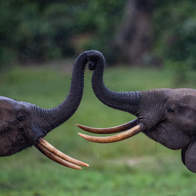 Two elephants touch trunks forming an arch, in a grassy field.
