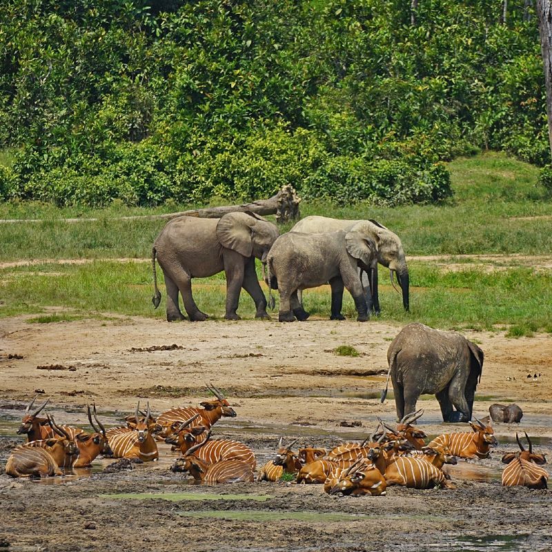 Elephants and red river hogs in a muddy field, with green trees in the background.