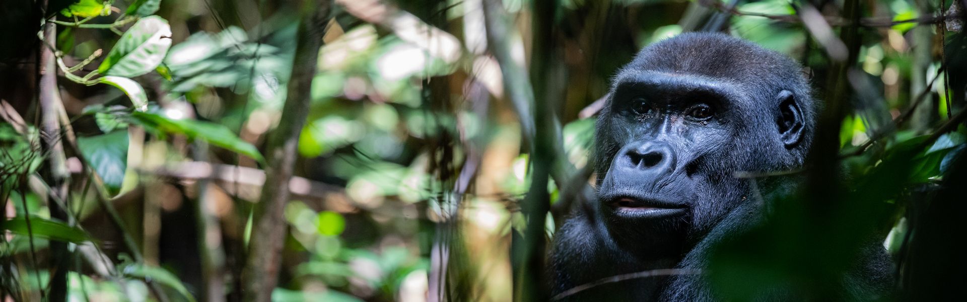 A gorilla peers out from lush green foliage in a forest.