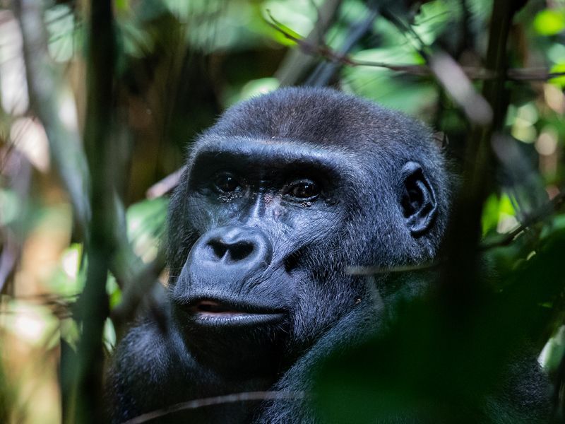 A gorilla is sitting in the woods and looking at the camera.