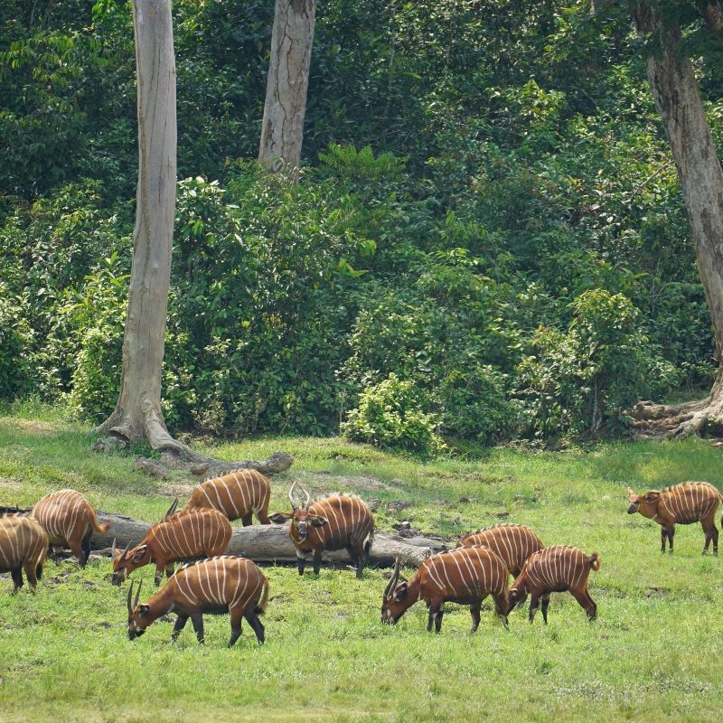 An elephant is walking through a grassy field with palm trees in the background.