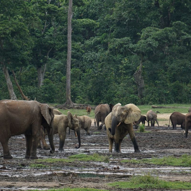 Explore the untamed beauty of the Republic of Congo with Africa DMC´s. This powerful image of a majestic male gorilla, calmly facing the camera, captures the heart of Congo’s wild soul. Join us to track western lowland gorillas in the dense rainforests of **Odzala-Kokoua National Park**, cruise the **Sangha River**, and experience untouched biodiversity like nowhere else. From lush jungle trails to intimate wildlife encounters, Africa DMC's offers expert-led journeys into one of Africa’s last great wildernesses. Discover the Republic of Congo — raw, remote, and unforgettable — with Africa DMC´s, your specialist in responsible adventure.
