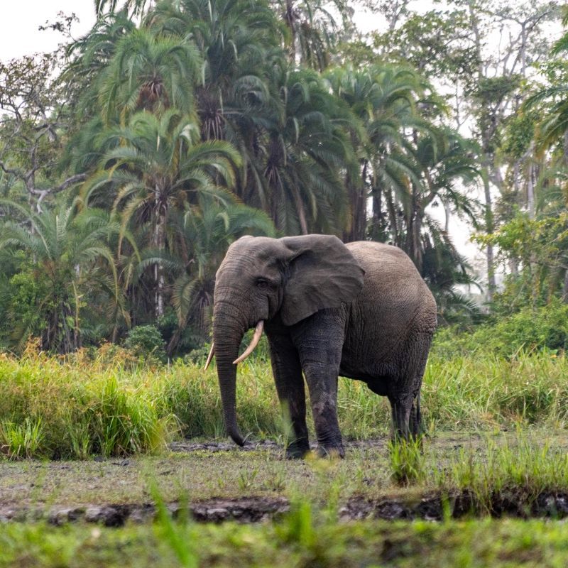An elephant is walking through a grassy field with palm trees in the background.
