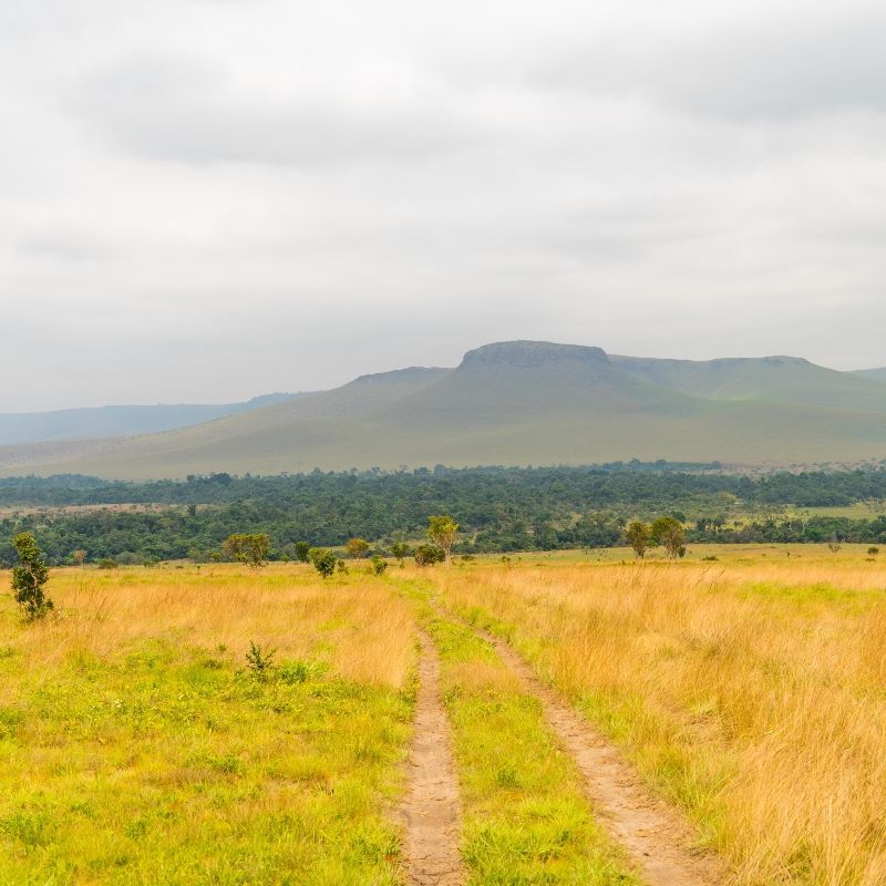 A dirt road going through a grassy field with mountains in the background.
