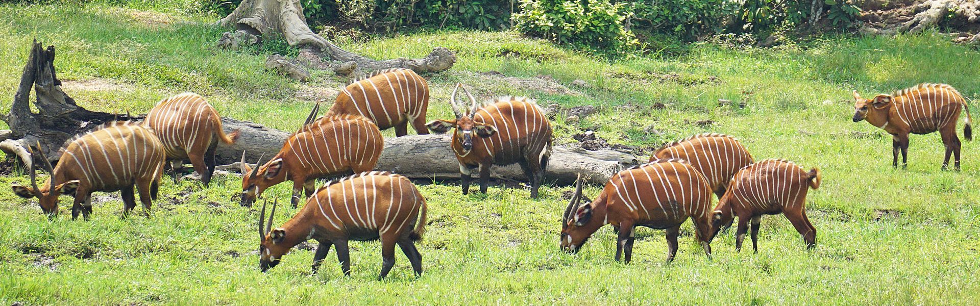 Travel to the Republic of Congo with Africa DMC's. The tourism doors are opening for travel to the Republic of Congo, one of Africa's hidden gems. Explore unique landmarks like Ponto Andongo's Black Rocks and immerse yourself in the country's natural beauty and rich cultural heritage. Let Lawanda Tours, our trusted local partner, design a tailor-made journey that captures the essence of this incredible destination.