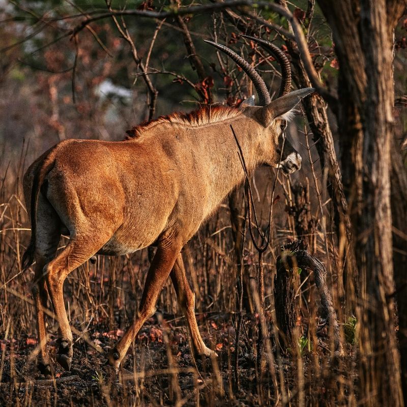 This powerful image of a western roan antelope moving through the bush highlights the rich wildlife of Cameroon. These majestic antelopes can be seen in the savannas of Waza, Benoue, Bouba Njida, and Faro National Parks. Cameroon’s northern parks are also home to elephants, lions, giraffes, hippos, kob, hartebeest, and a wide variety of birdlife. The blend of woodland, open plains, and river systems creates perfect conditions for unforgettable game viewing. Africa DMC's, through its network of expert locally based tour operators, offers custom safaris and guided wildlife experiences that showcase the natural beauty and biodiversity of Cameroon.