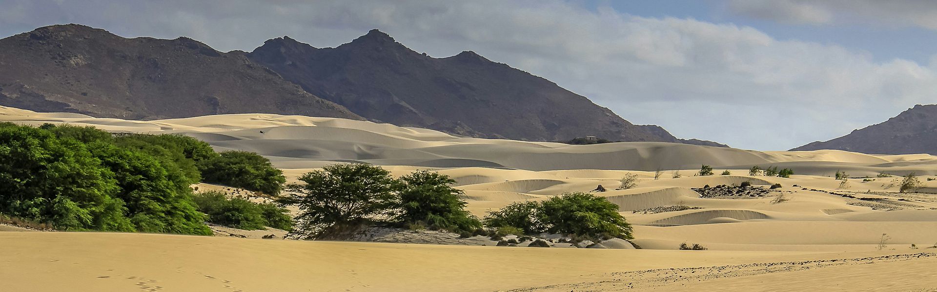 A desert landscape with mountains in the background and trees in the foreground.