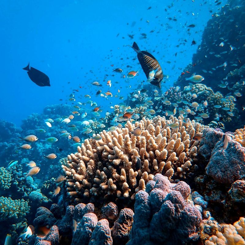 A coral reef with many fish swimming around it