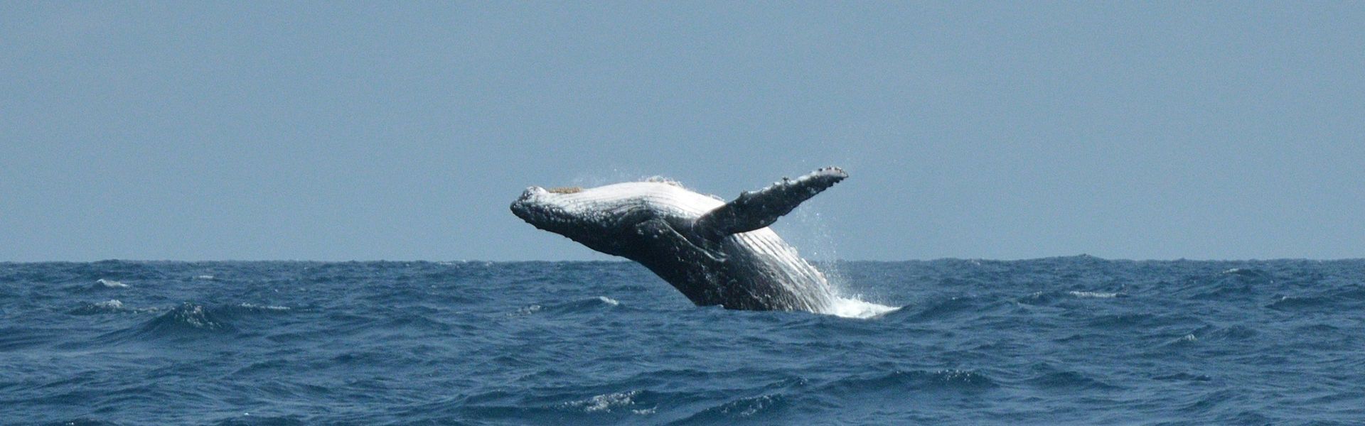 Travel to Gabon with Africa DMC's. This Central African treasure is one of the continent’s best-kept secrets—where lush rainforests, coastal lagoons, and savanna landscapes come together in spectacular harmony. From the wildlife-rich Loango National Park to the dense jungles of Ivindo and the cultural rhythms of Libreville, Gabon is a destination waiting to be discovered. Let our trusted local partner, Gabon Highlights Tourism & Co., guide your journey through this unforgettable natural paradise.