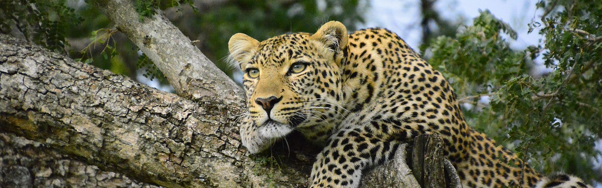Kenya delivers iconic safaris with vast savannahs, abundant wildlife, and cultural richness—centered around the Maasai Mara, Great Rift Valley, and Indian Ocean coast.
Travel with Africa DMC's network for your local tour operator and travel agent to discover Kenya.