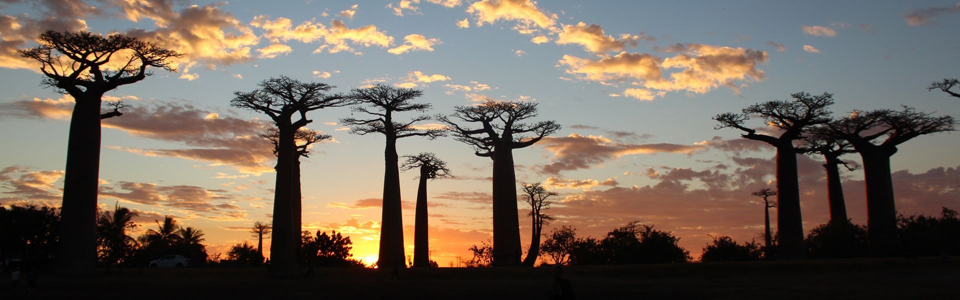 Travel to Madagascar with Africa DMC’s! Discover one of the world’s most unique destinations, where nature and culture come together in the most extraordinary way. From the UNESCO-listed Tsingy de Bemaraha, known for its dramatic limestone formations, to the iconic Avenue of the Baobabs, Madagascar is a paradise for nature lovers. Encounter the island’s incredible wildlife, including lemurs, chameleons, and unique bird species, or explore its vibrant rainforests, stunning beaches, and crystal-clear waters.

Relax on the beaches of Nosy Be or embark on a trek through the island's lush landscapes. Visit the vibrant capital, Antananarivo, and immerse yourself in Malagasy culture and history. Let Africa DMC’s trusted local partner craft a personalized itinerary that highlights Madagascar’s natural beauty, fascinating wildlife, and rich traditions. Start planning your Madagascar adventure today!