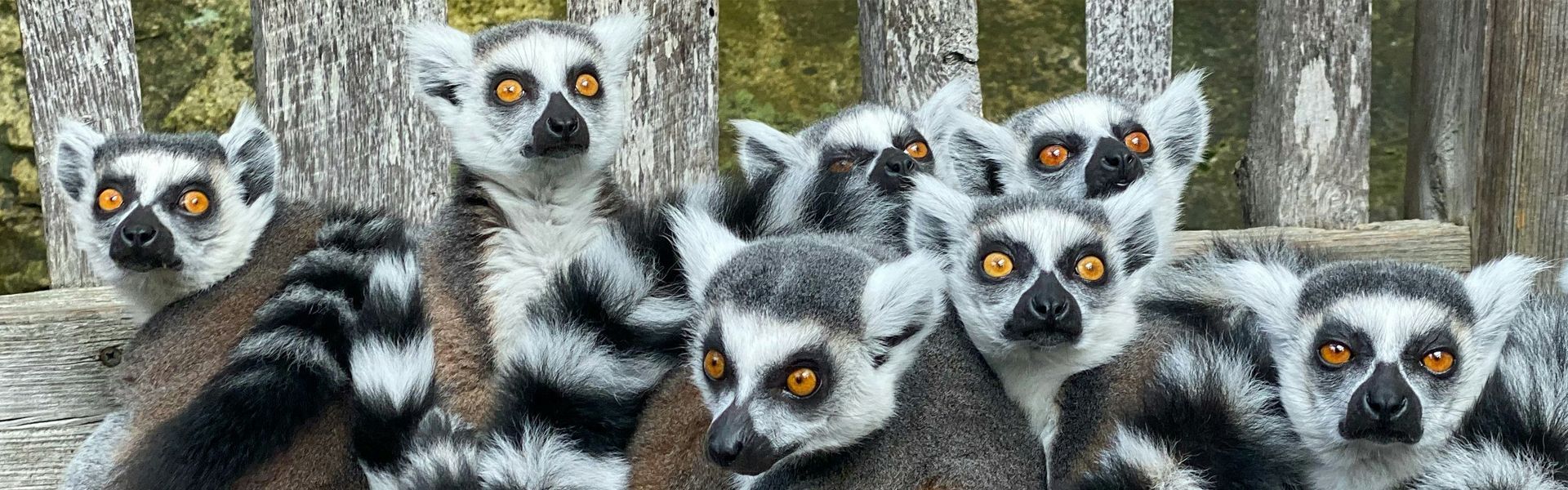 A helicopter is flying over a field at sunset.