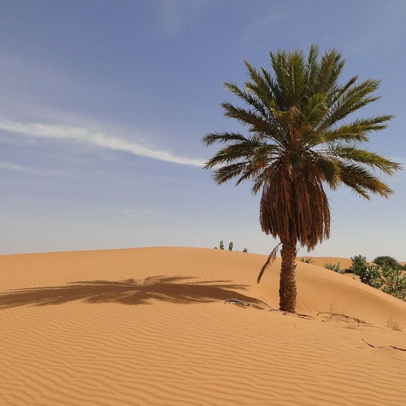A palm tree in the middle of a desert