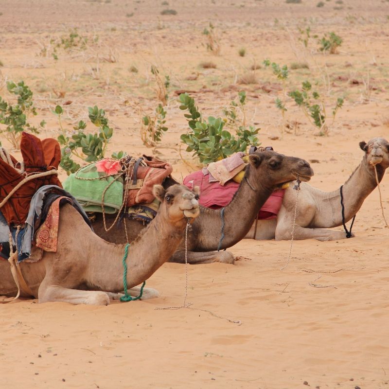 Détours Mauritanie Logo, Mauritania DMC, Mauritania Travel, Tour Operator, Tailor Made. Camels ready to take travelers deep into the Desert of Mauritania. Travel to Mauritania with Africa DMC´s member and on the ground expert DMC and Tour operator Détours Mauritanie, experts in designing tailor-made itineraries in Mauritania.