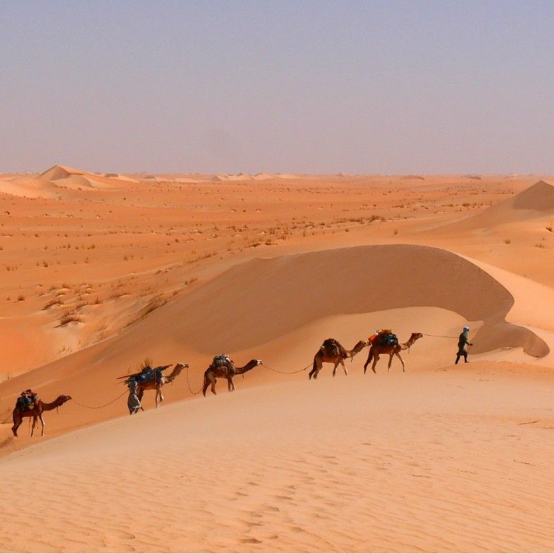 Discover the quiet beauty of Mauritania with Africa DMC´s. This evocative image of a lone palm tree rising from golden sand dunes captures the peaceful solitude of the Sahara. Détours Mauritanie invites you to explore Mauritania’s highlights, from the ancient trading city of Chinguetti and the vast dunes of the Adrar region to the dramatic landscapes of the Banc d’Arguin National Park. Experience nomadic culture, desert trekking, and timeless silence under star-filled skies. With expert guidance from our local DMC, uncover the raw and authentic spirit of Mauritania, where desert and tradition shape every journey. Travel with Détours Mauritanie or Detours Mauritania Tour Operator and expert in designing Tailor Made bespoke Travel Experiences