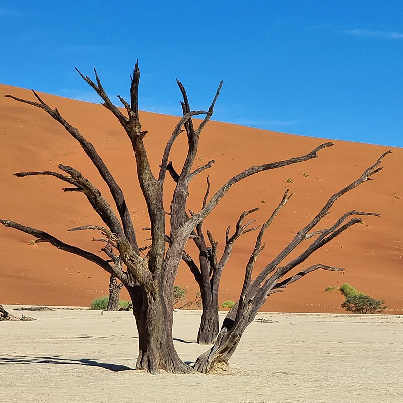 A tree without leaves in front of a sand dune
