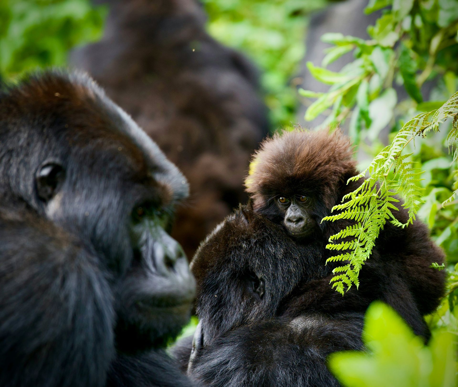 A pack of gorillas rests peacefully at the foot of Rwanda’s majestic Bisoke Volcano, with a baby gorilla adorably clinging to its mother’s back—a moment of pure wildlife magic. This unforgettable encounter is just one highlight of traveling with Primates Africa, a trusted local DMC and proud member of the Africa DMC’s network. Specializing in immersive, tailor-made journeys, Primates Africa organizes expertly guided gorilla trekking experiences and personalized Rwanda adventures. Whether it’s volcano hikes or close-up wildlife moments, discover Rwanda with those who know it best—on the ground, with heart.