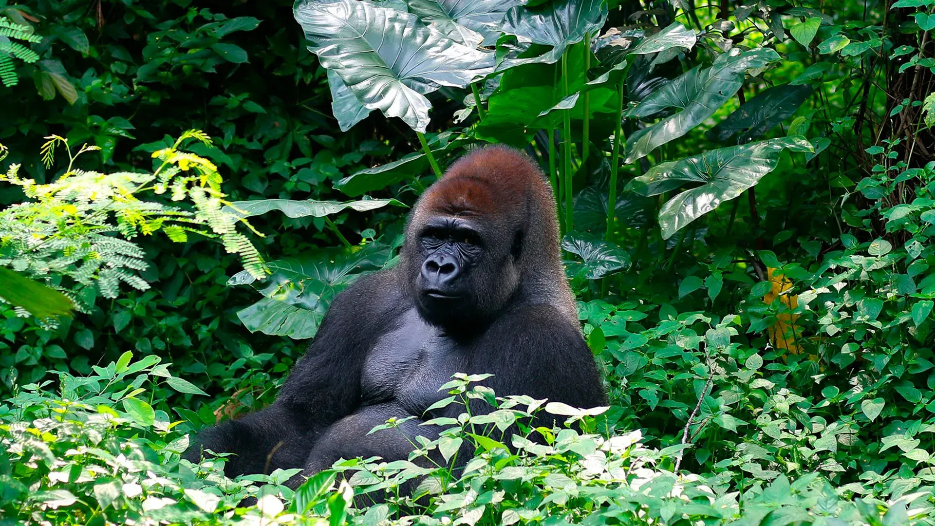 This powerful image shows a large silverback gorilla gazing directly into the camera, seated quietly among the lush greenery of Rwanda’s Volcanoes National Park. It captures the rare and humbling encounter at the heart of one of Africa’s most unforgettable wildlife experiences. Primates Africa, a proud member of Africa DMC's network of trusted local tour operators, organizes expertly guided gorilla trekking adventures in Rwanda. Explore the misty forests, rich biodiversity, and vibrant culture of this remarkable destination. Let Primates Africa take you closer to nature and deeper into the wild beauty of Volcanoes National Park.