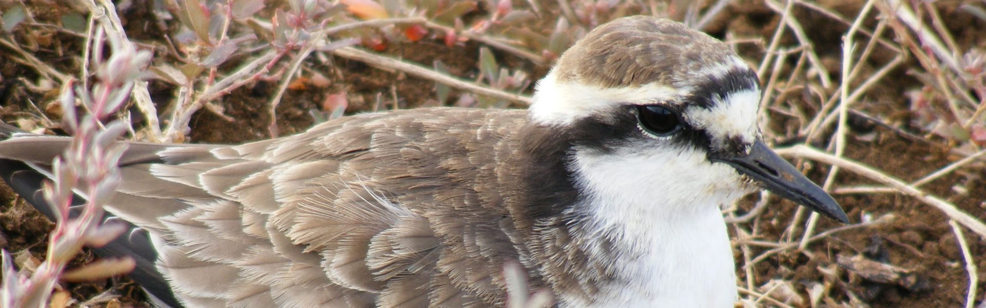 A striking image of a bird nesting in its natural habitat, capturing the beauty and diversity of Africa’s rich birdlife. Birding in Africa delivers an extraordinary wildlife experience—diverse ecosystems, rare and endemic species, and unforgettable encounters across some of the world’s most spectacular landscapes.
Explore Africa’s premier birding destinations with Africa DMC’s trusted network for your local tour operator and travel agent Inspiration Kilimanjaro
