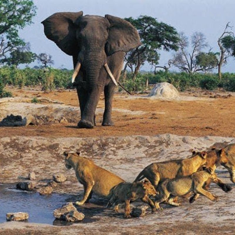 This rare and powerful image captures an unforgettable moment in Niokolo-Koba National Park, where an elephant crosses paths with a group of lions in the heart of Senegal’s largest protected area. A UNESCO World Heritage Site, the park is home to elephants, lions, leopards, antelope, hippos, and over 300 bird species. Located in southeastern Senegal, it offers a true wilderness experience for wildlife lovers and adventure seekers. Discover the untamed beauty of Niokolo-Koba with CicoTours, your expert local guide. Africa DMC's, through its network of great locally based tour operators, organizes authentic safaris and tailor-made journeys across Senegal’s wildest landscapes.