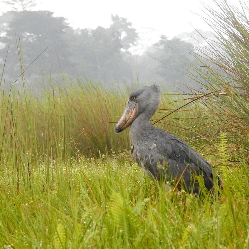 Discover the wild charm of Uganda with Piece of Uganda Safaris. This striking image of the iconic shoebill, a prehistoric-looking giant standing tall in the lush green grass, highlights the country’s unique and rare wildlife. Piece of Uganda Safaris offers expert-led journeys to explore Uganda’s top highlights, including gorilla trekking in Bwindi Impenetrable Forest, chimpanzee tracking in Kibale, wildlife safaris in Queen Elizabeth National Park, and birdwatching in Mabamba Swamp. Whether you're seeking thrilling encounters or peaceful nature experiences, Uganda offers it all. Let Piece of Uganda Safaris guide you through the diverse landscapes and unforgettable beauty of the Pearl of Africa.