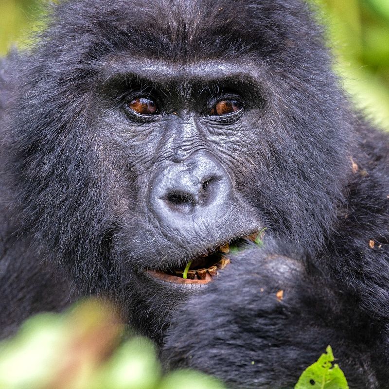 A close up of a gorilla with a leaf in its mouth.