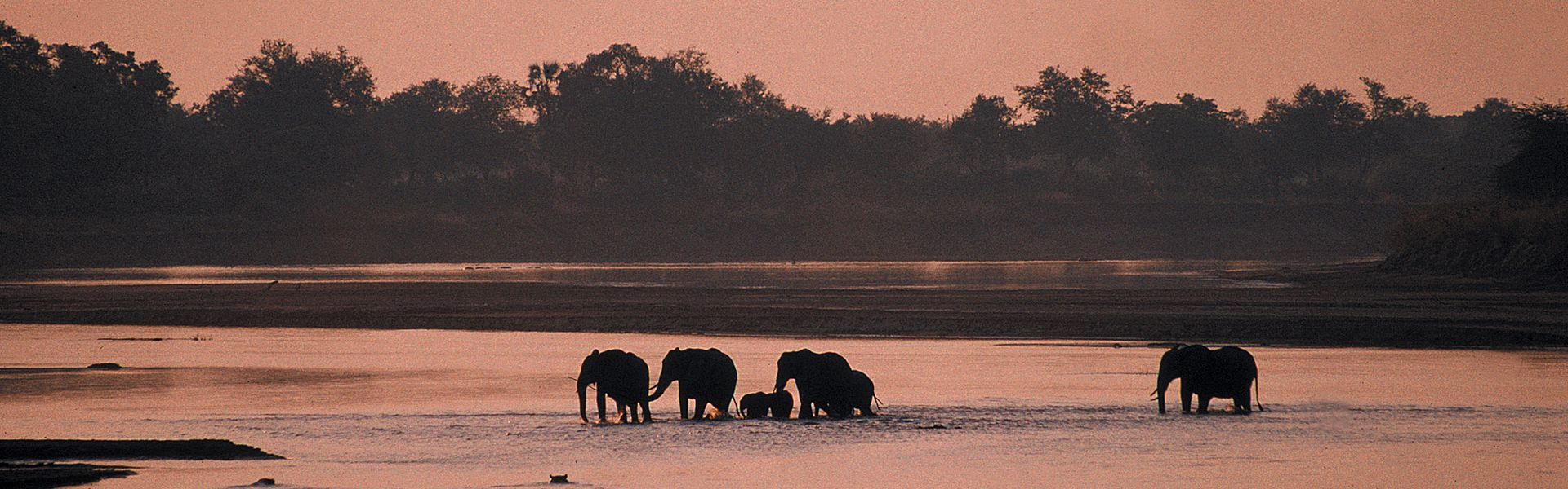 A group of elephants are standing in the water at sunset.