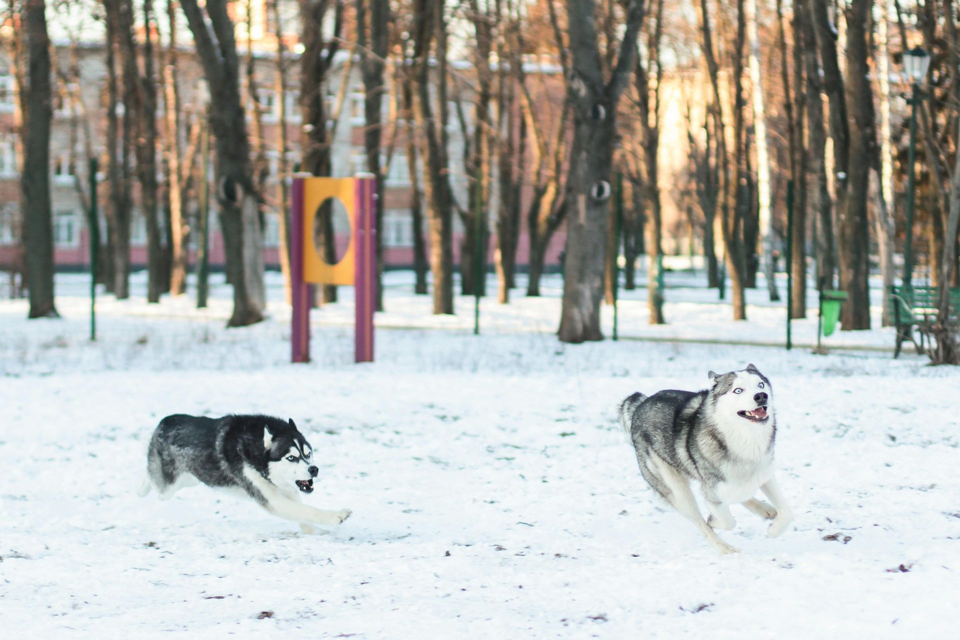 Two husky dogs are running in the snow in a park.