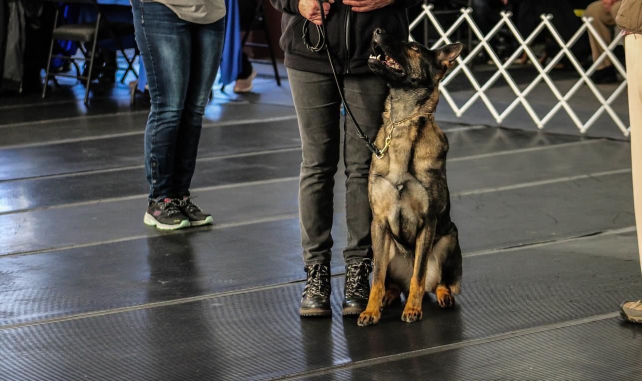 A woman is standing next to a german shepherd on a leash at a dog show.