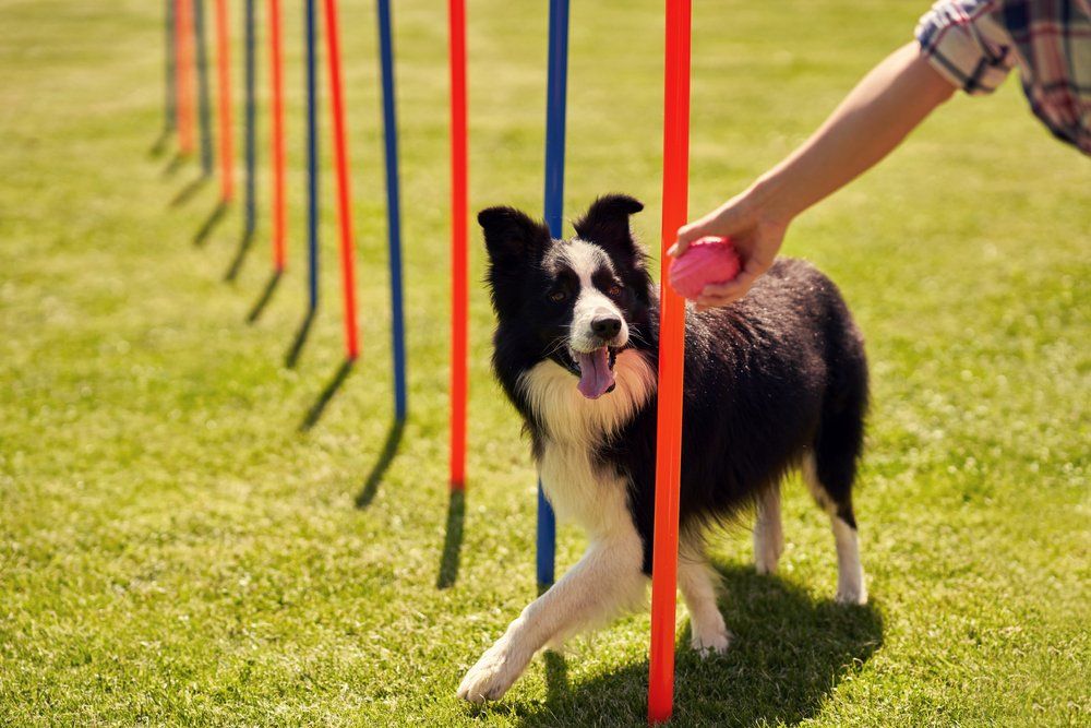 A border collie is playing with a ball while a person holds a pink ball.