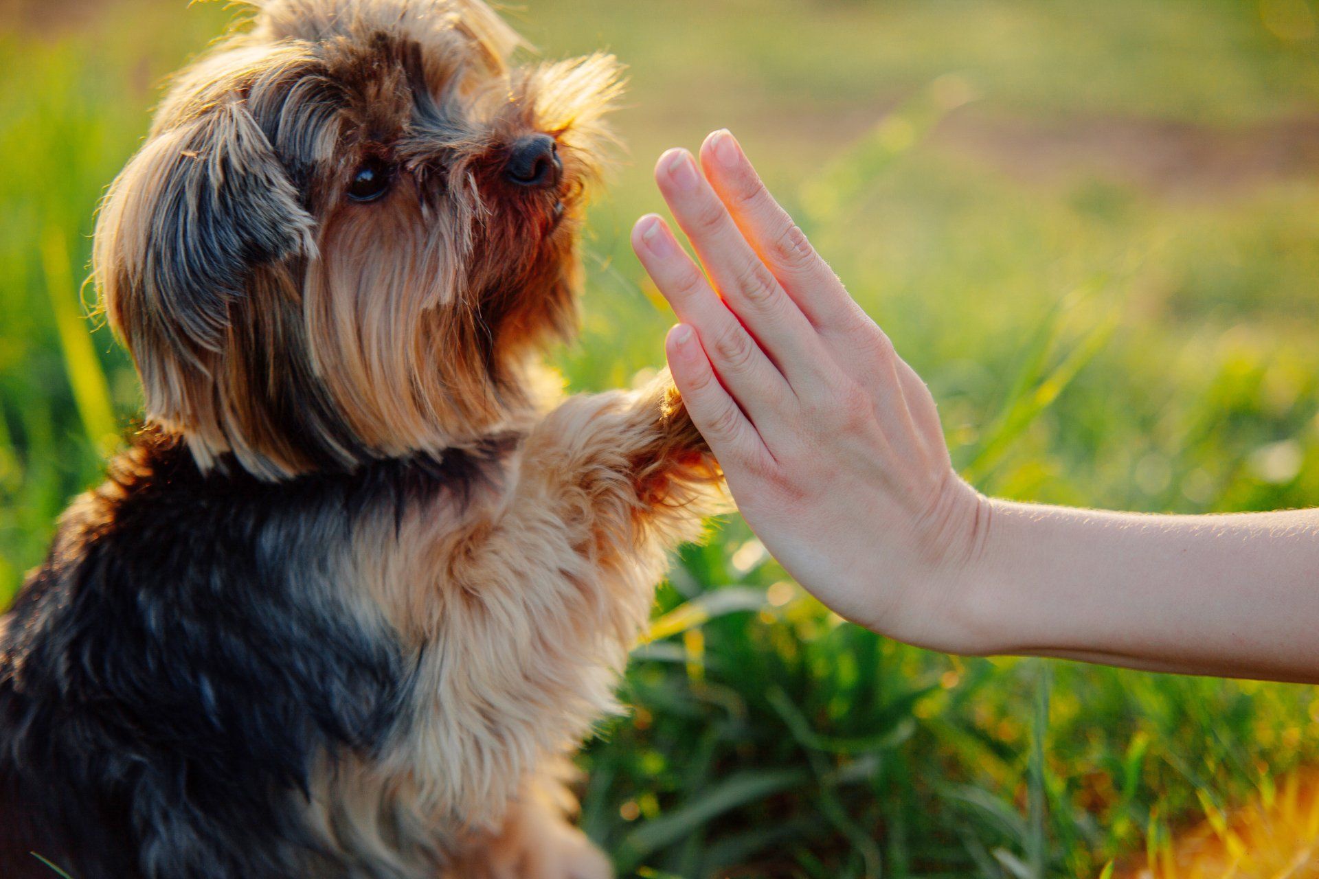 A person is giving a high five to a small dog.