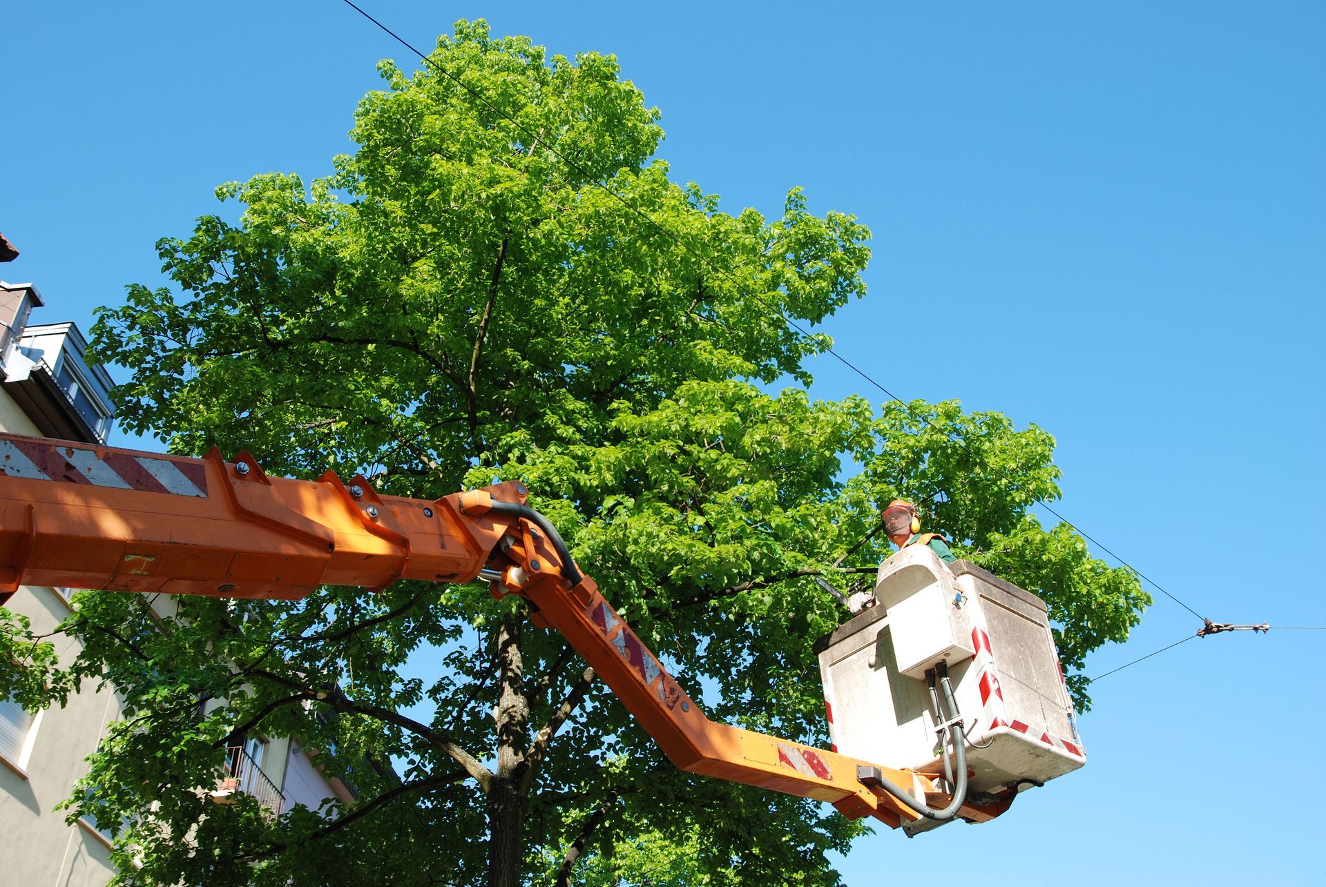 A man is sitting in a bucket on a crane cutting a tree.