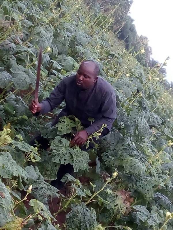 A man is standing in a field of plants holding a machete.