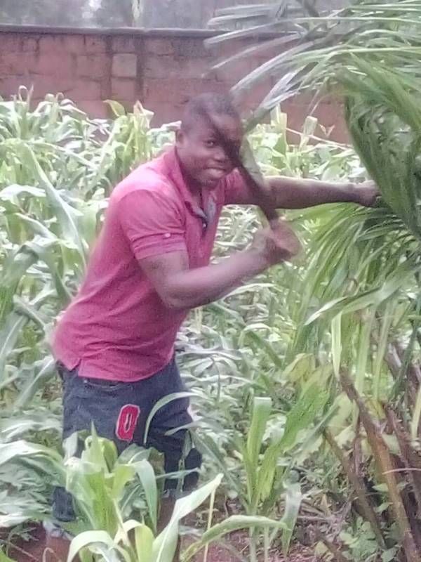 A man in a red shirt is standing in a field of plants.