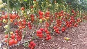 A bunch of tomatoes growing on a vine in a garden.